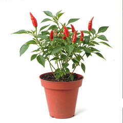 Obraz premium red chilli with plant of chilli in pot PNG transparent