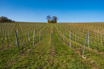 Fototapeta na wymiar View of a vineyard in spring in Rheinhessen Germany