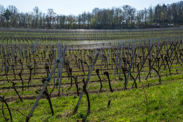Fototapeta na wymiar View of a vineyard in spring in Rheinhessen Germany