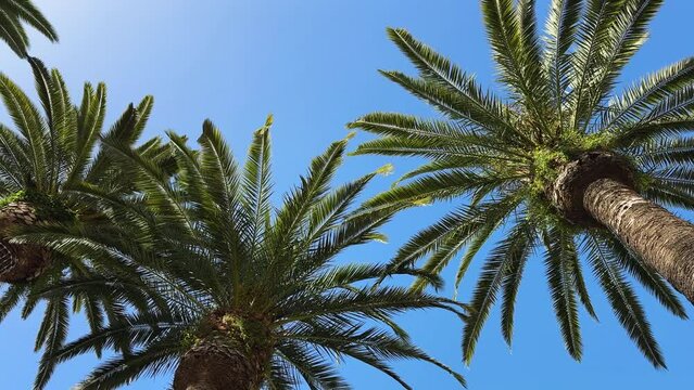 Palm tree crowns in the bright blue sky