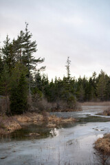 Frosty Morn by the Swamp