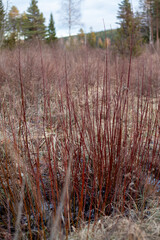 Reddish Brushwood Cluster in a Marshland
