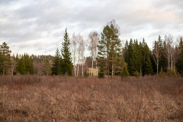 Birch and Pine Trees Standing Amidst Brown Grass