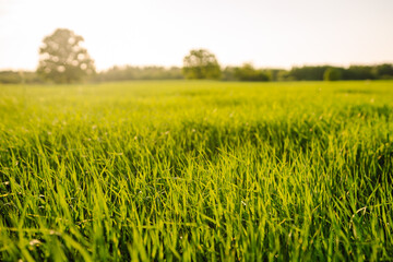 Field of green grass and colorful sunset. Young plants growing in a farmer's field. Agriculture concept. 