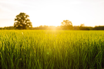 Field of green grass and colorful sunset. Young plants growing in a farmer's field. Agriculture...
