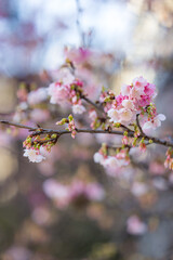 Pink sakura flower on the tree