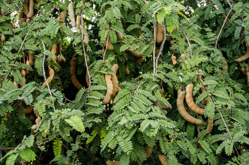 Tamarinds growing on tree. This fruit contains a high amount of potassium which might help with...