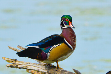 Wood Duck Allendale N.J. USA © andromeda108