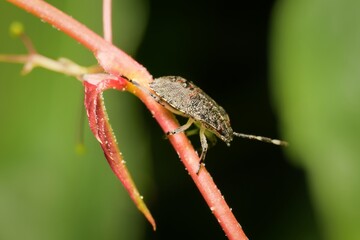 Rhaphigaster nebulosa on a leaf 