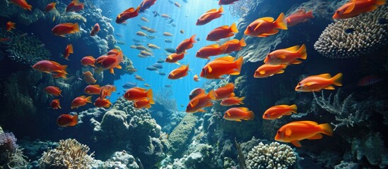 A bunch of red fish swim in the Red Sea reef.