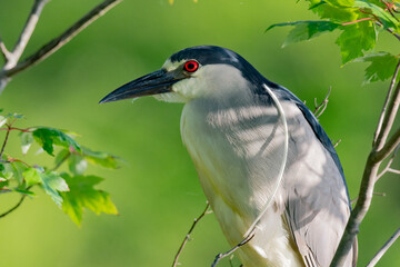 Black Crowned Night Heron Allendale NJ. USA