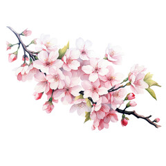 Obraz premium Pink blossom of sakura or cherry tree on white background