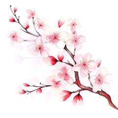 Pink blossom of sakura or cherry tree on white background