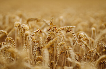 Fototapeta premium Close up of wheat ears, field of wheat in a summer day. Harvesting period