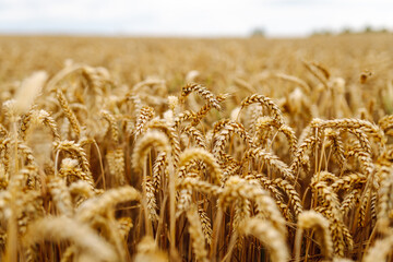 Close up of wheat ears, field of wheat in a summer day. Harvesting period