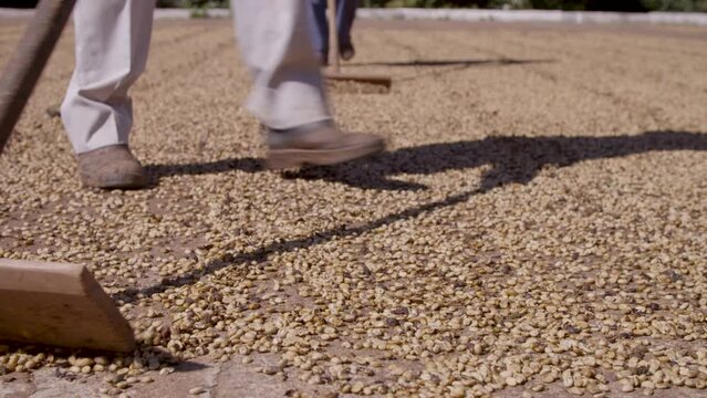 Coffee bean farming and production in Brazil