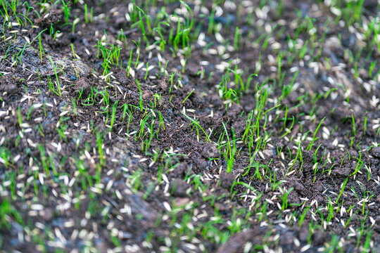new grass sprouts and seeds planted in soil.