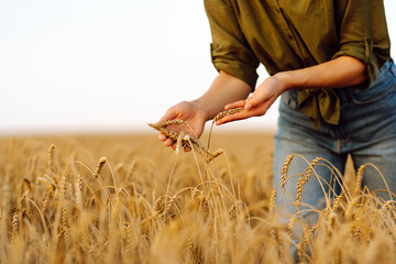 Wheat quality check. Farmer woman with ears of wheat in a wheat field.  Harvesting. Agribusiness. Gardening concept.  - obrazy, fototapety, plakaty