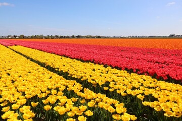 Landschaft mit Tulpenfeld in verschiedenen Farben in Holland Noordwijk