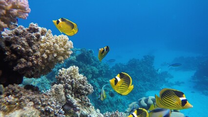 Fototapeta na wymiar Underwater life in the ocean. Tropical fish. Ocean.