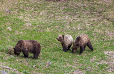 Grizzly Bears in Yelowstone National Park Wyoming in Spring