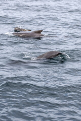Obraz premium A vertical view of the ocean reveals a pilot whale(Globicephala melas) family, with the young calf energetically swimming between its parents off the Andenes coast