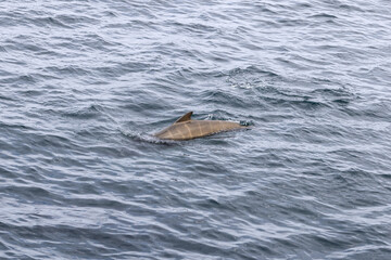 Obraz premium In the cool expanse of the Norwegian Sea, a pilot whale calf near Andenes propels itself through the textured waters of the Lofoten Islands.