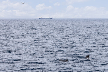 Obraz premium The tranquil maritime scene near Andenes is animated by two pilot whales and a seagull in flight, with a cargo vessel on the horizon