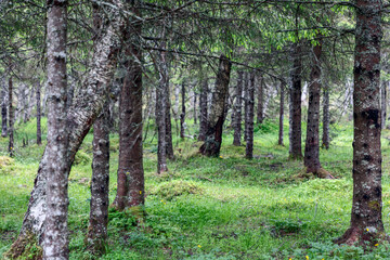 A tranquil pine forest with slender trunks and a carpet of green understory, nestled in the heart...