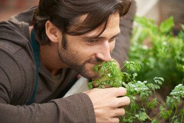 Man, garden and smelling herbs in nursery for aroma, freshness or quality check with smile. Male...