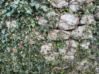 House stones ivi plants Bay   mountains Montenegro Kotor city