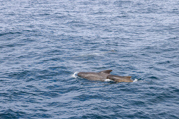 Fototapeta premium Gentle sunlight caresses the unusual, textured surface of the sea, highlighting the tender bond between a mother pilot whale and her calf