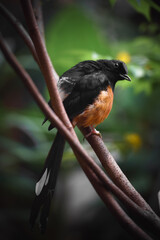 Ein männlicher Weißbürzelschama, ein Vogel aus Südost Asien, sitzt auf einem Ast