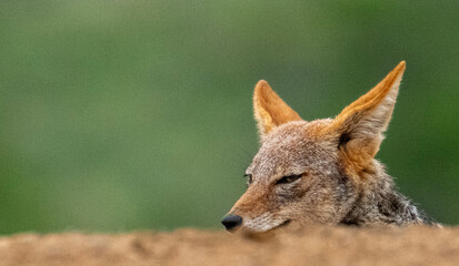 Above the parapet. A sly black-backed Jackal (Canis mesomelas) at Scavengers' hide, Zimanga Private...