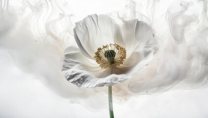 Biały  kwiat mak, abstrakcyjny dym. Pastelowe tło kwiatowe - obrazy, fototapety, plakaty