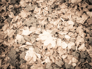 Gold autumnal leaves as nature background.