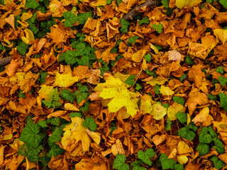 Gold autumnal leaves as nature background.