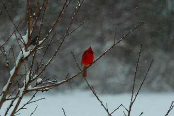 This beautiful red cardinal was perched in the limbs of a peach tree. No leaves were on the branches due to the winter season. Snow was clinging to everything making this a white wonderland.