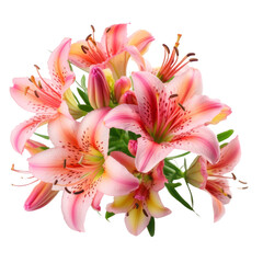 flower - Bubblegum Pink.Alstroemeria: Friendship and mutual support