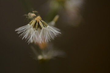 Close up shot of dandelion flower on dark background.