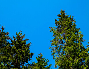 Obraz premium Forest trees on blue sky as nature background