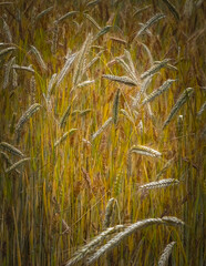 Close up of rye plants as nature background