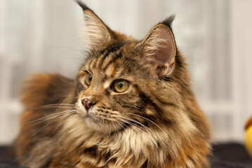 Naklejka na ściany i meble Portrait of a regal long-haired brown tabby Maine Coon cat with hypnotic yellow eyes, resting against a white background and emitting an aura of relaxation and calm