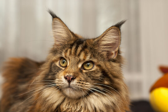 Stunning Maine Coon cat sitting against a white background, with luxurious brown and white fluffy fur and tufted ears, looking up. Close-up portrait