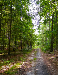 Path in green forest. Summer forest landscape.