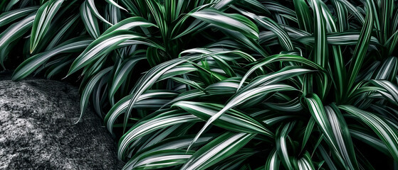 close-up intricate details of a green and white plant, with a focus on its unique colors and...