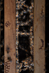 Honey bees festooning between frames