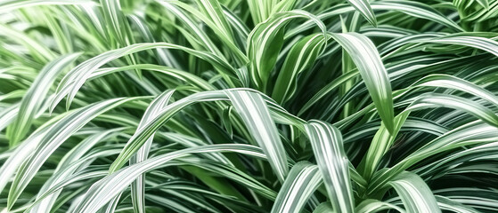 A detailed view of a plant with green and white foliage