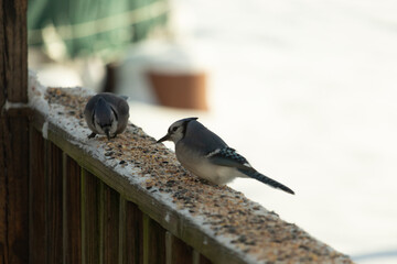 These two blue jays were out on the wooden railing of the deck for some birdseed. These pretty...