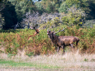 Red Deer Fighting During the Rut